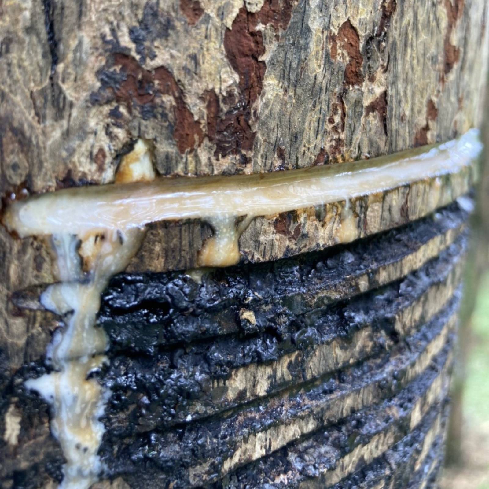 Urushi Kaki (Collecting Urushi sap)